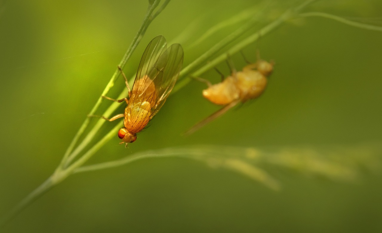 Lauxaniid fly (Tricholauxania praeusta)