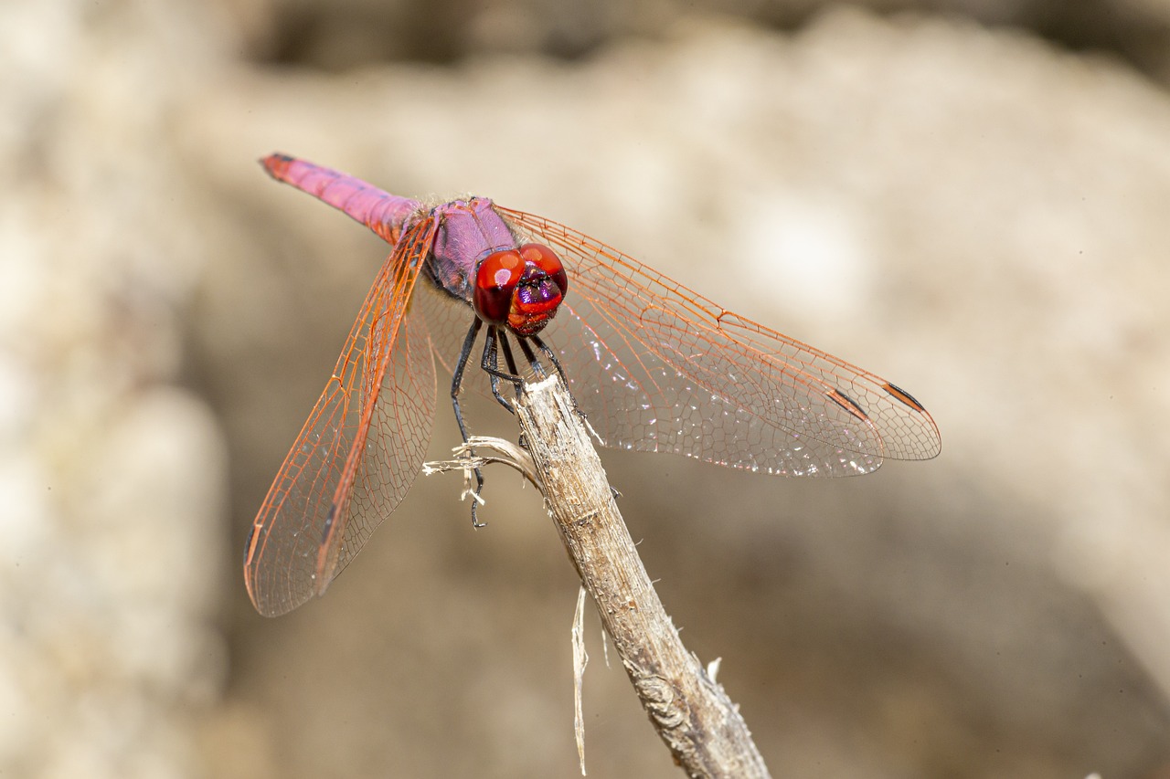 Violet Dropwing (Trithemis annulata)