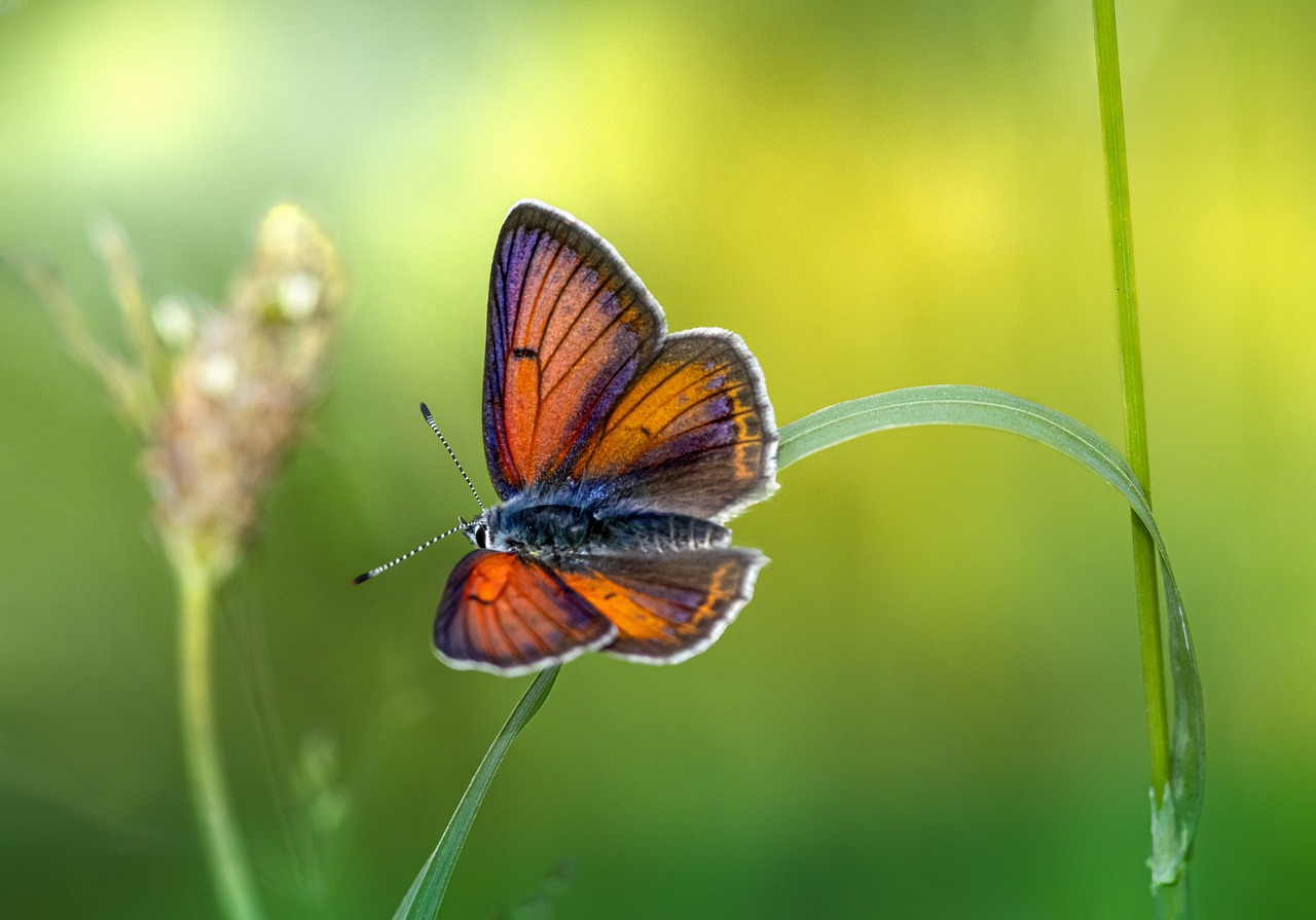 Purple-edged copper (Lycaena hippothoe)