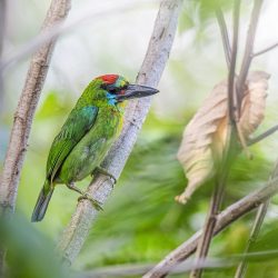 Red-throated Barbet (Megalaima mystacophanos)