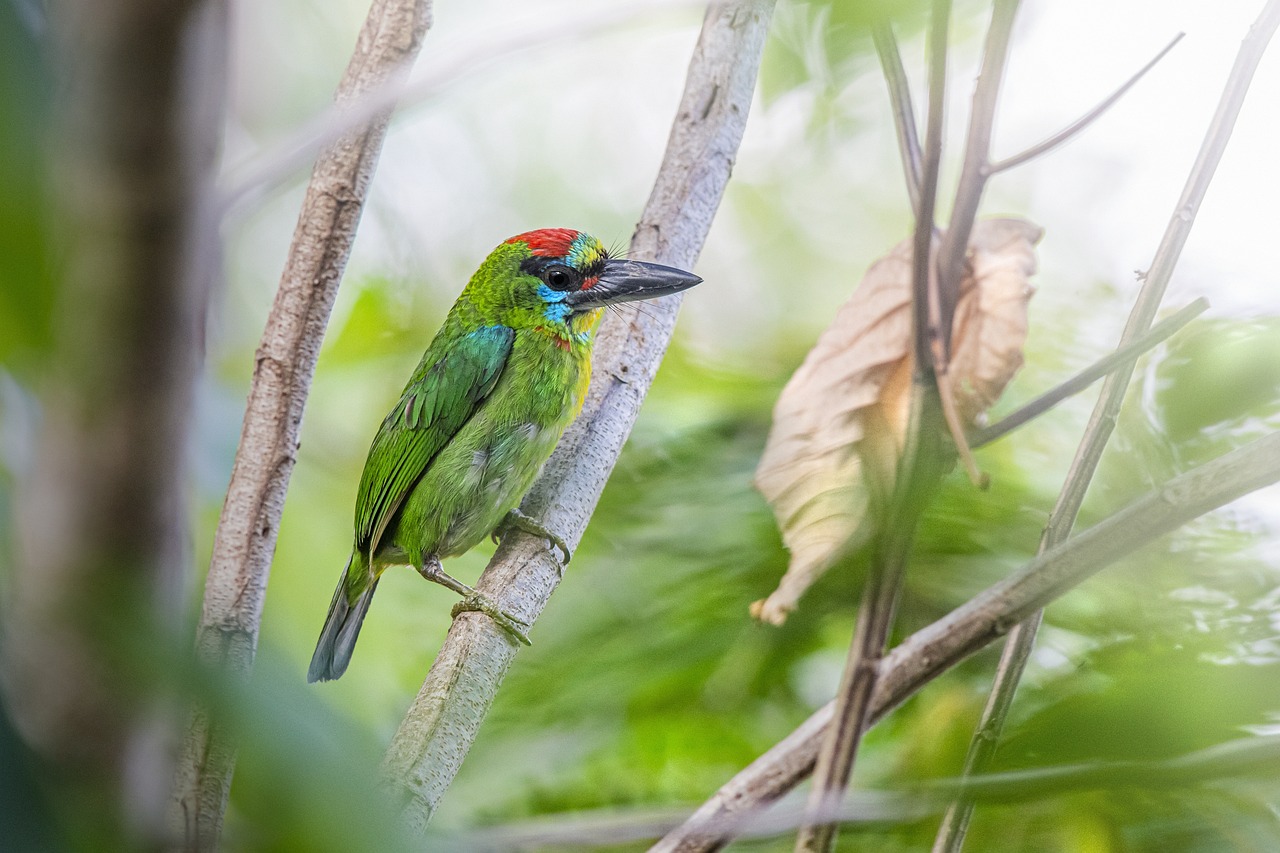 Red-throated Barbet (Megalaima mystacophanos)