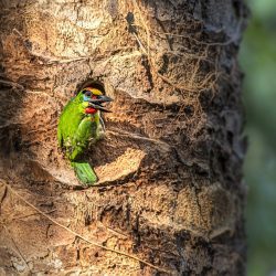 Red-throated Barbet (Megalaima mystacophanos)