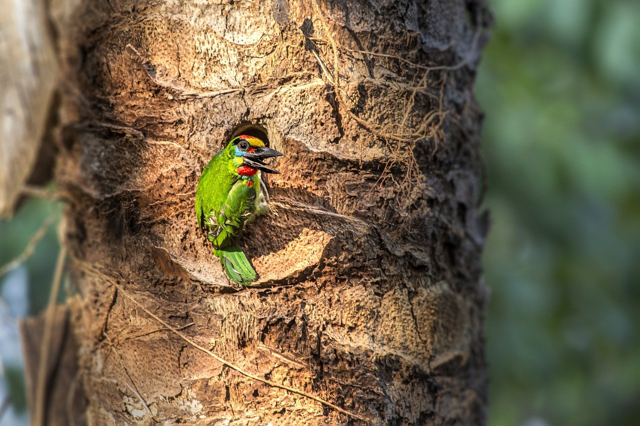 Red-throated Barbet (Megalaima mystacophanos)