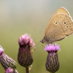 Ringlet (Aphantopus hyperantus)