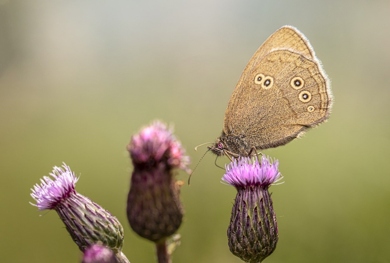 Ringlet (Aphantopus hyperantus)