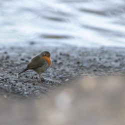 European robin (Erithacus rubecula)
