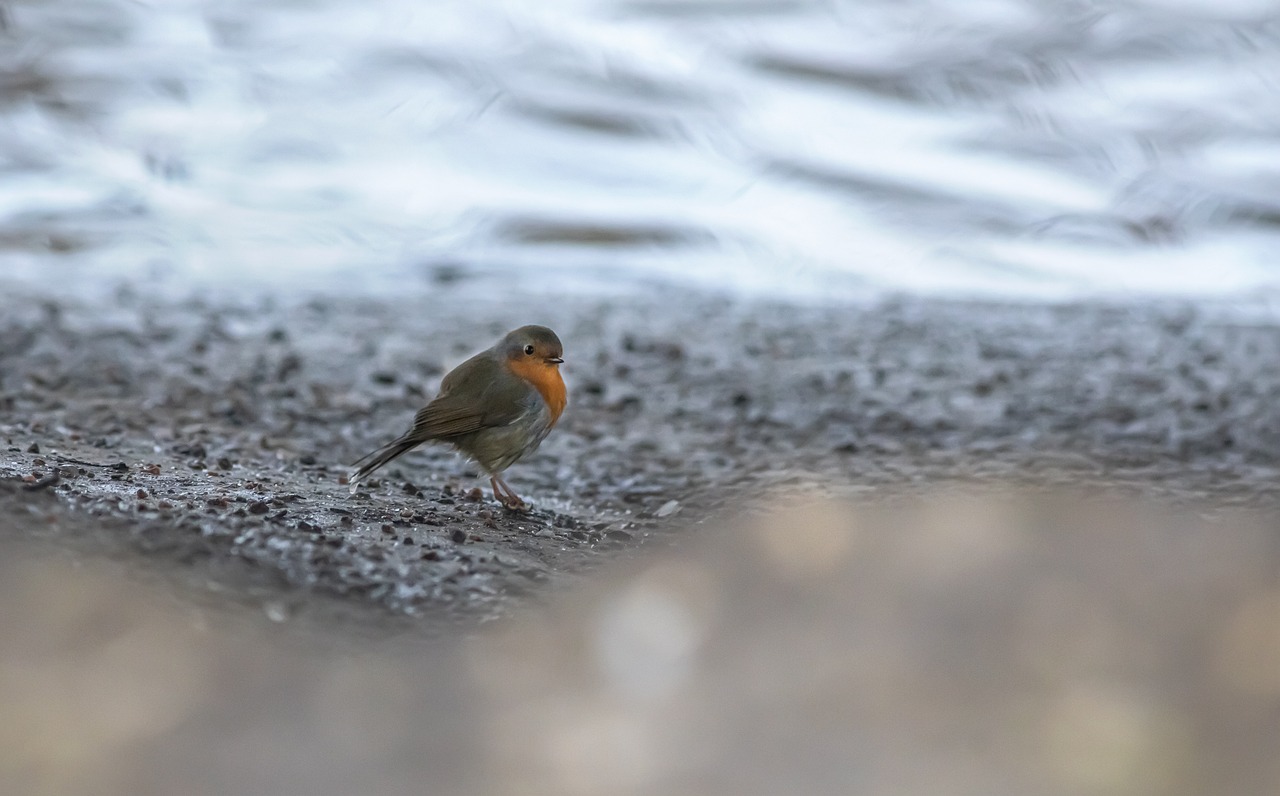 European robin (Erithacus rubecula)