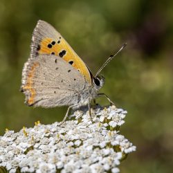 Common copper (Lycaena phlaeas)