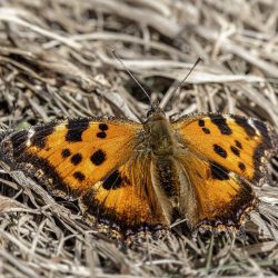 Small Tortoiseshell (Aglais urticae)