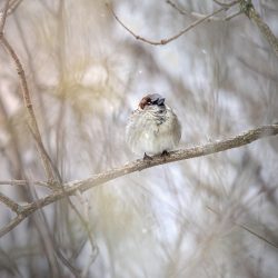 Home sparrow (Passer domesticus)