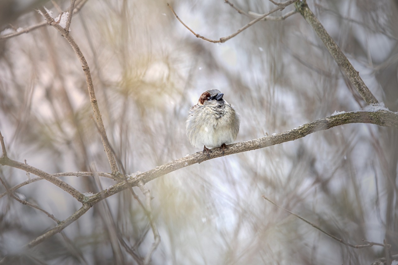 Home sparrow (Passer domesticus)