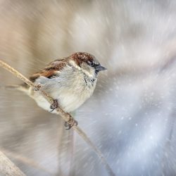 Home sparrow (Passer domesticus)
