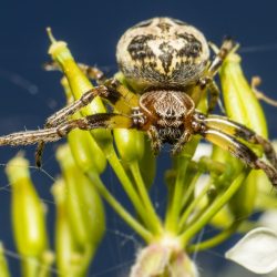 Furrow orbweaver (Larinioides cornutus)