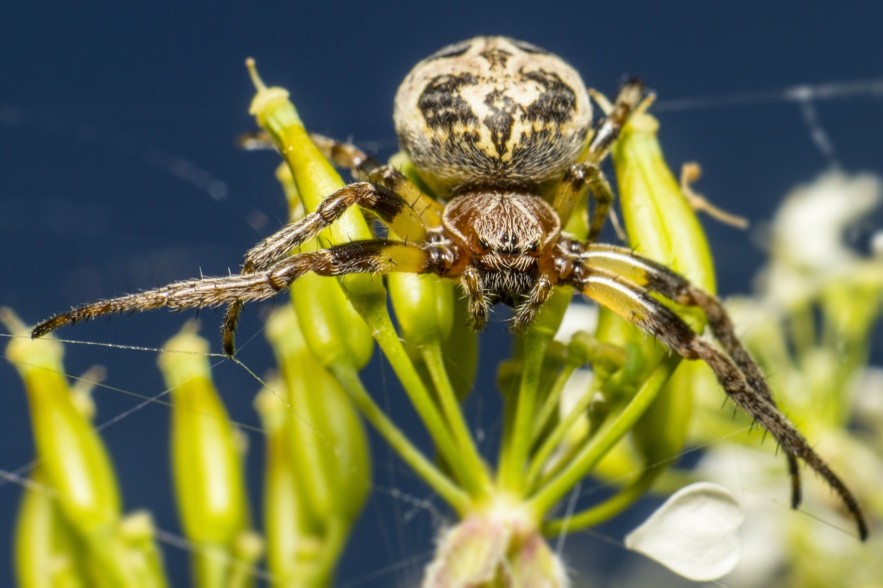 Furrow orbweaver (Larinioides cornutus)