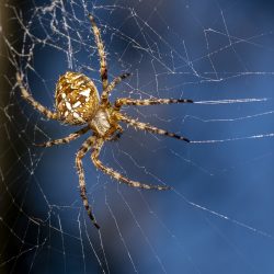 European garden spider (Araneus diadematus)