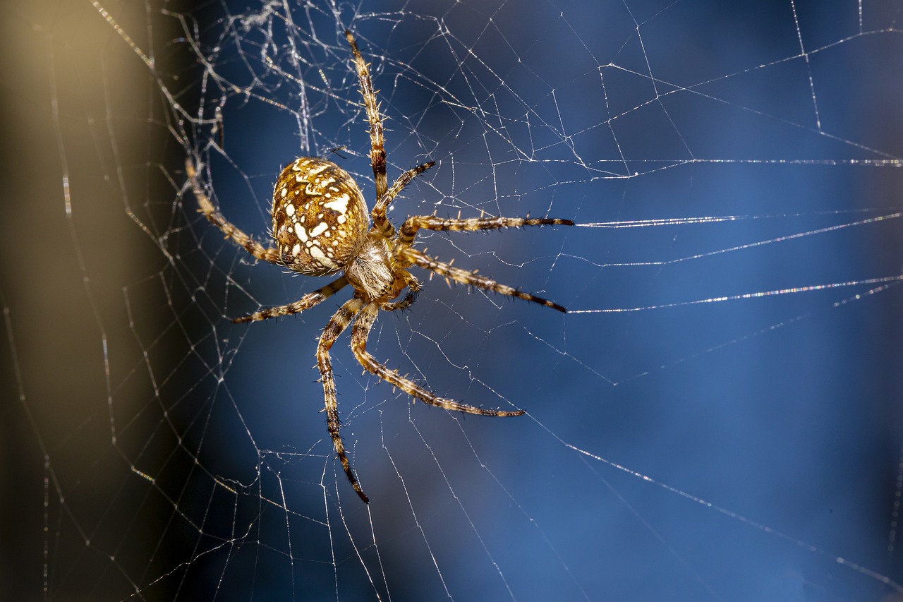 European garden spider (Araneus diadematus)