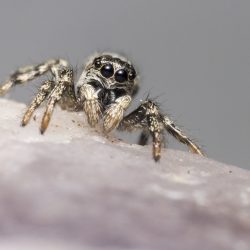 Jumping spider