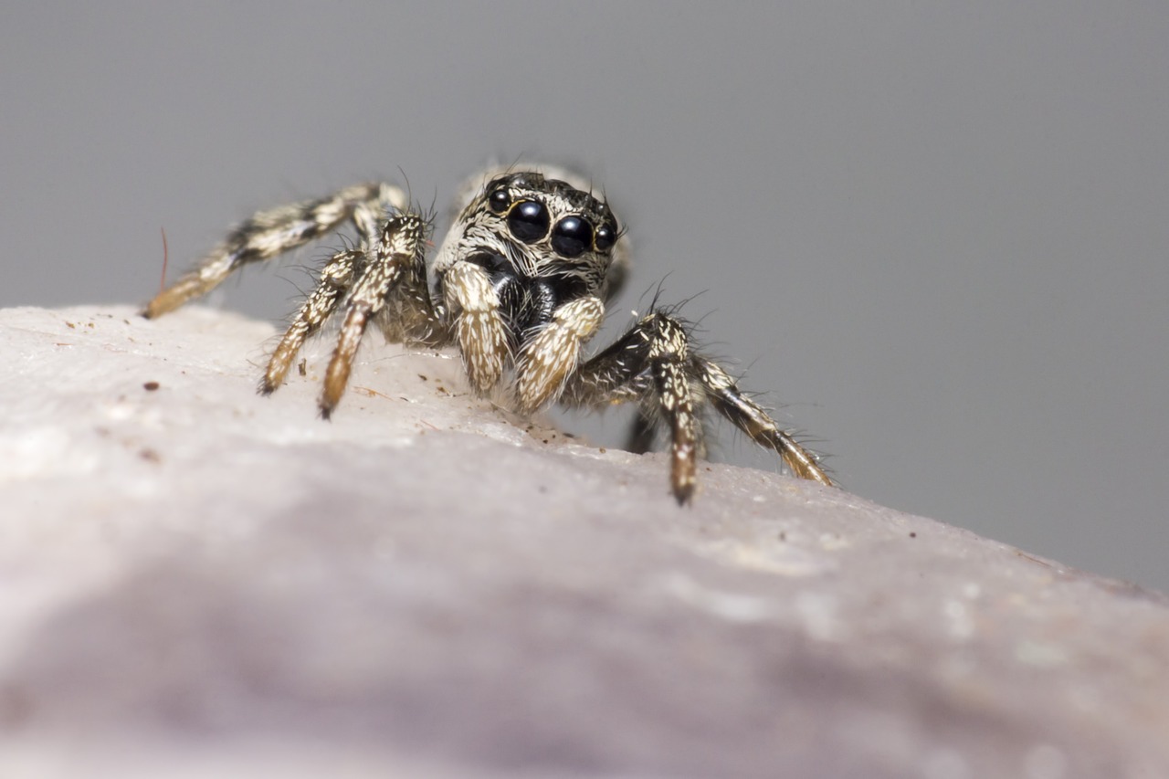 Jumping spider