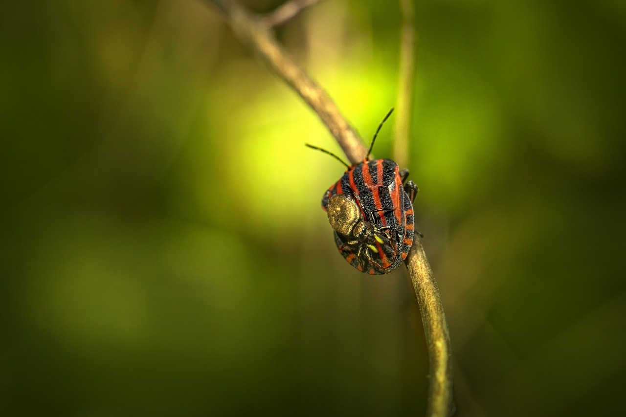 Striped bug (Graphosoma lineatum)