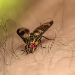 Splayed deer fly (Chrysops caecutiens)