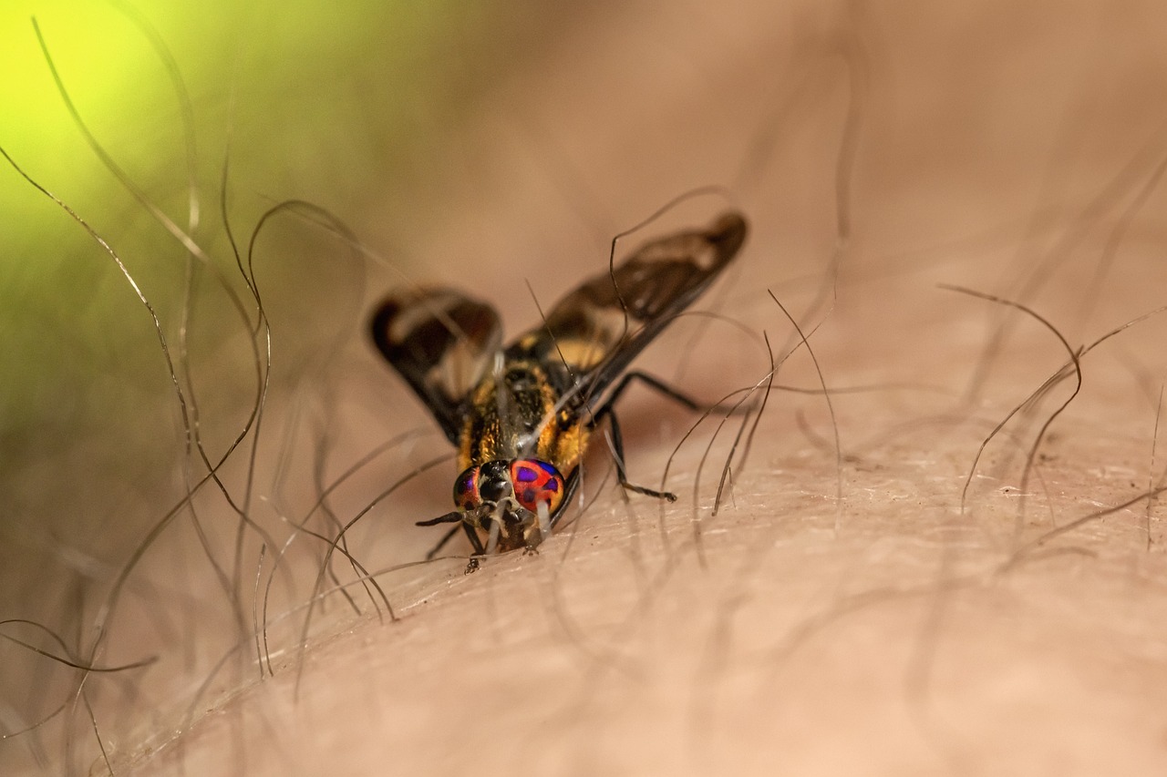 Splayed deer fly (Chrysops caecutiens)