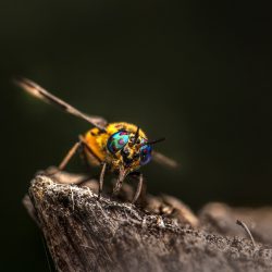 Splayed deer fly (Chrysops caecutiens)