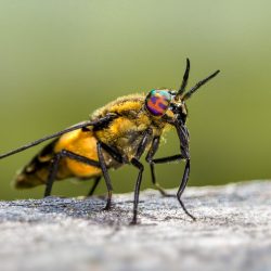 Splayed deer fly (Chrysops caecutiens)