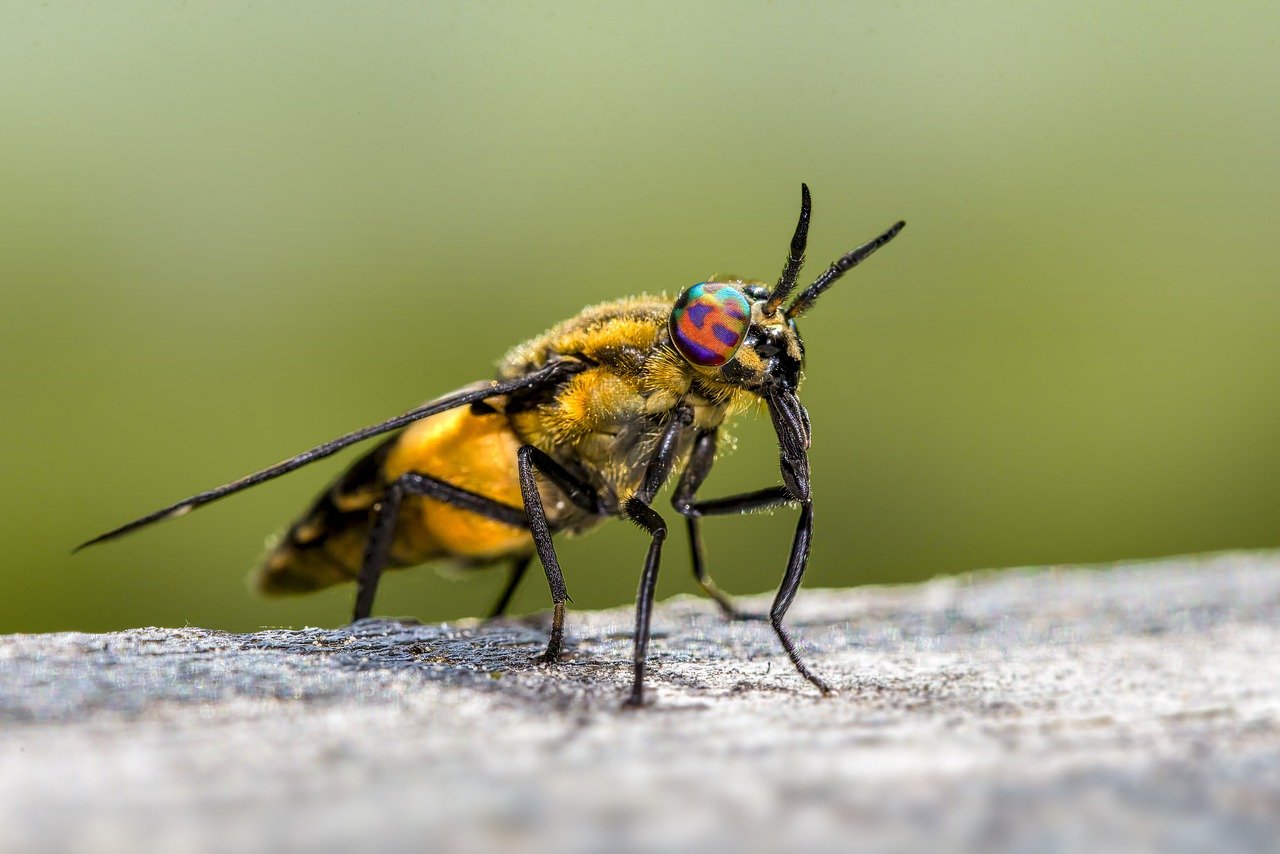 Splayed deer fly (Chrysops caecutiens)