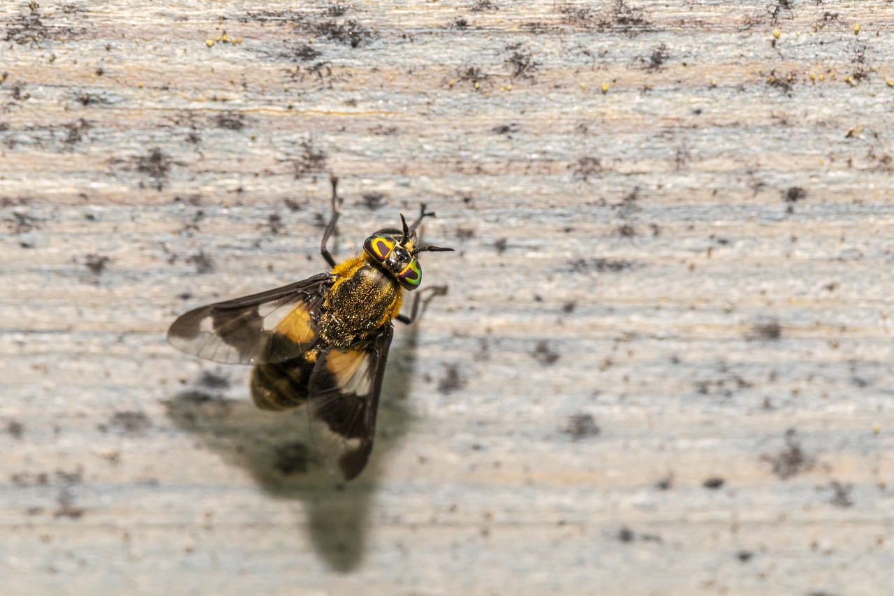 Splayed deer fly (Chrysops caecutiens)