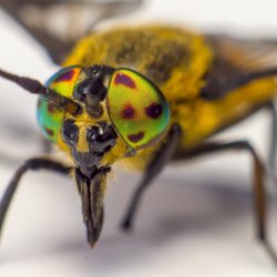 Splayed deer fly (Chrysops caecutiens)