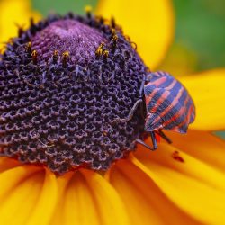 Striped bug (Graphosoma lineatum)