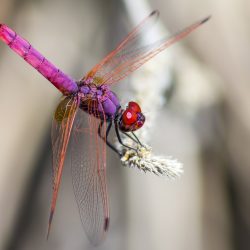 Violet Dropwing (Trithemis annulata)