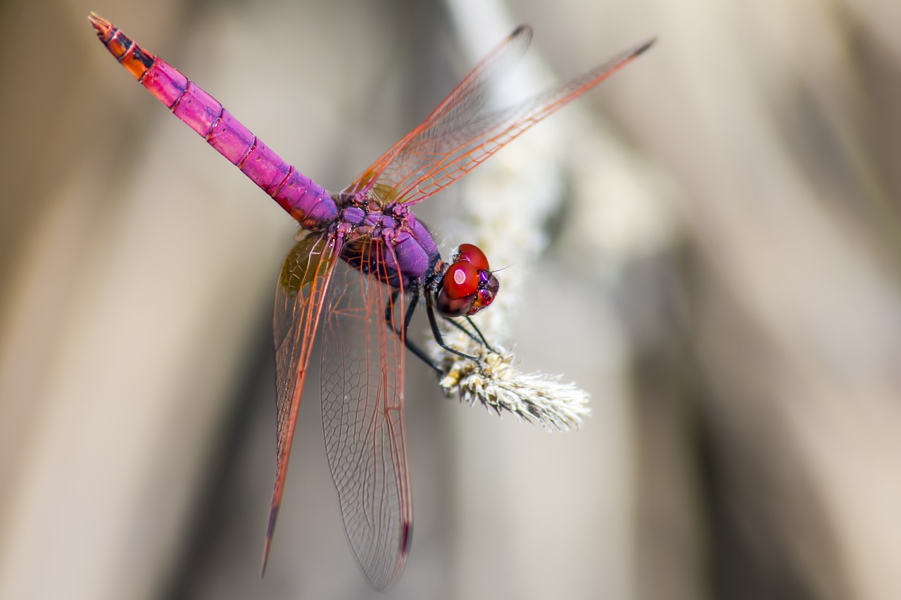 Violet Dropwing (Trithemis annulata)