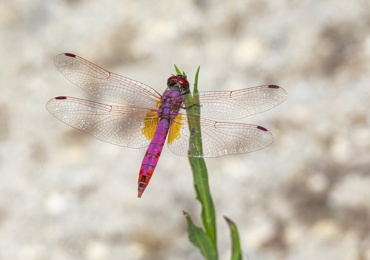 Violet Dropwing (Trithemis annulata)