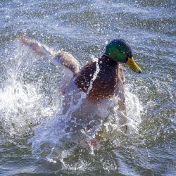 Mallard or wild duck (Anas platyrhynchos)