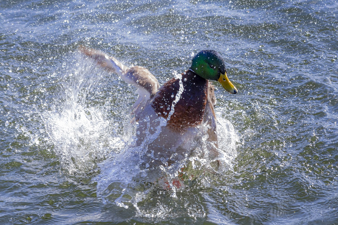 Mallard or wild duck (Anas platyrhynchos)