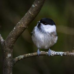 Willow tit (Poecile montanus)