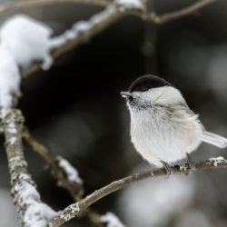 Willow tit (Poecile montanus)