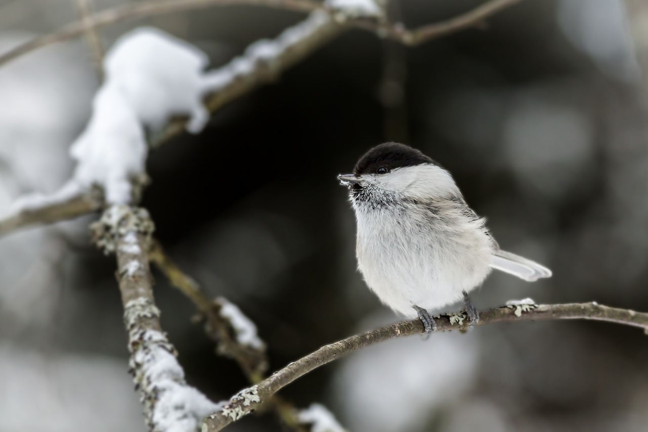 Willow tit (Poecile montanus)