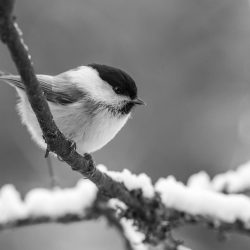 Willow tit (Poecile montanus)