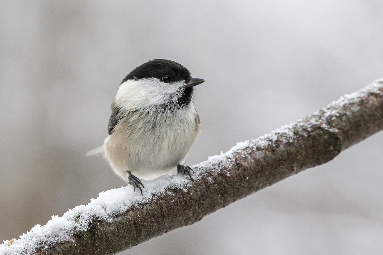 Willow tit (Poecile montanus)