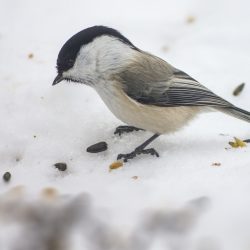 Willow tit (Poecile montanus)