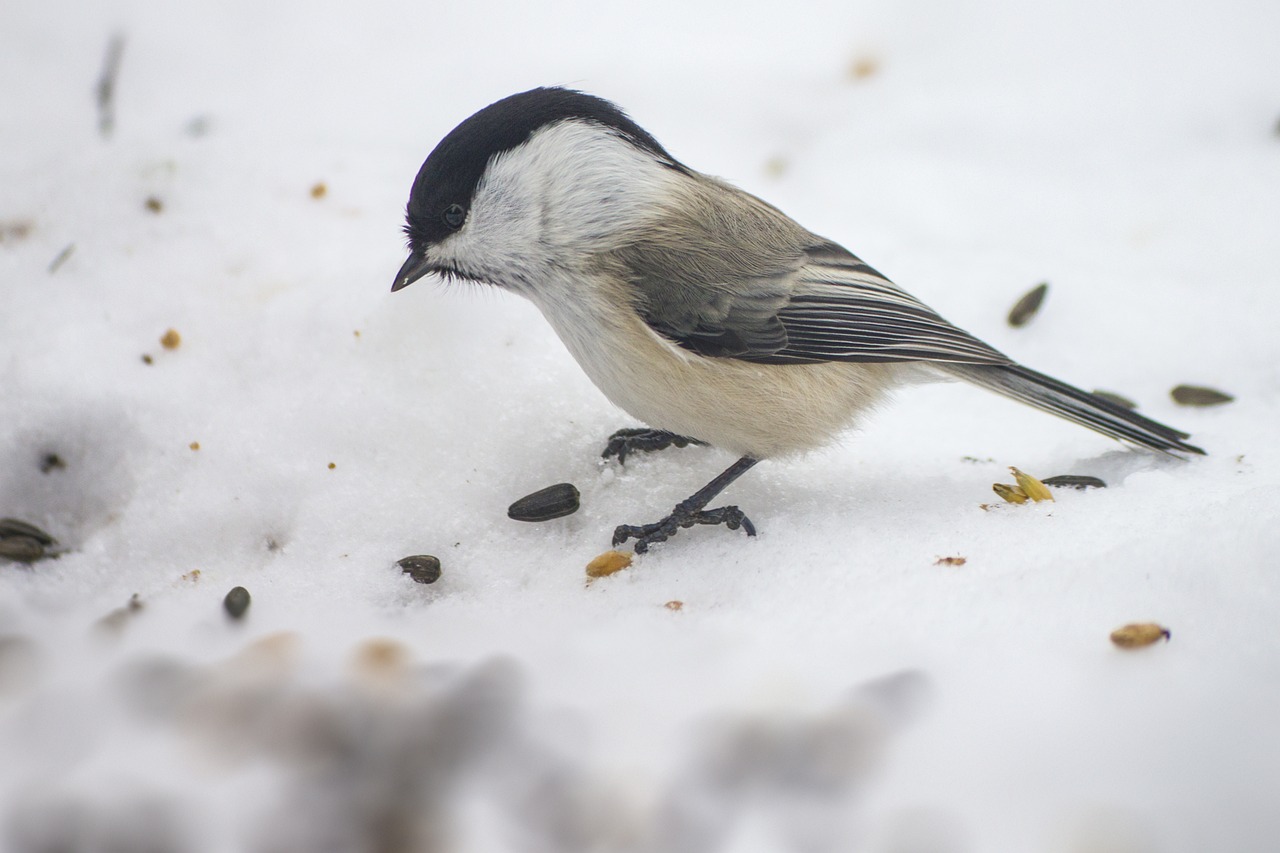 Willow tit (Poecile montanus)