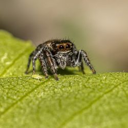 Jumping spider