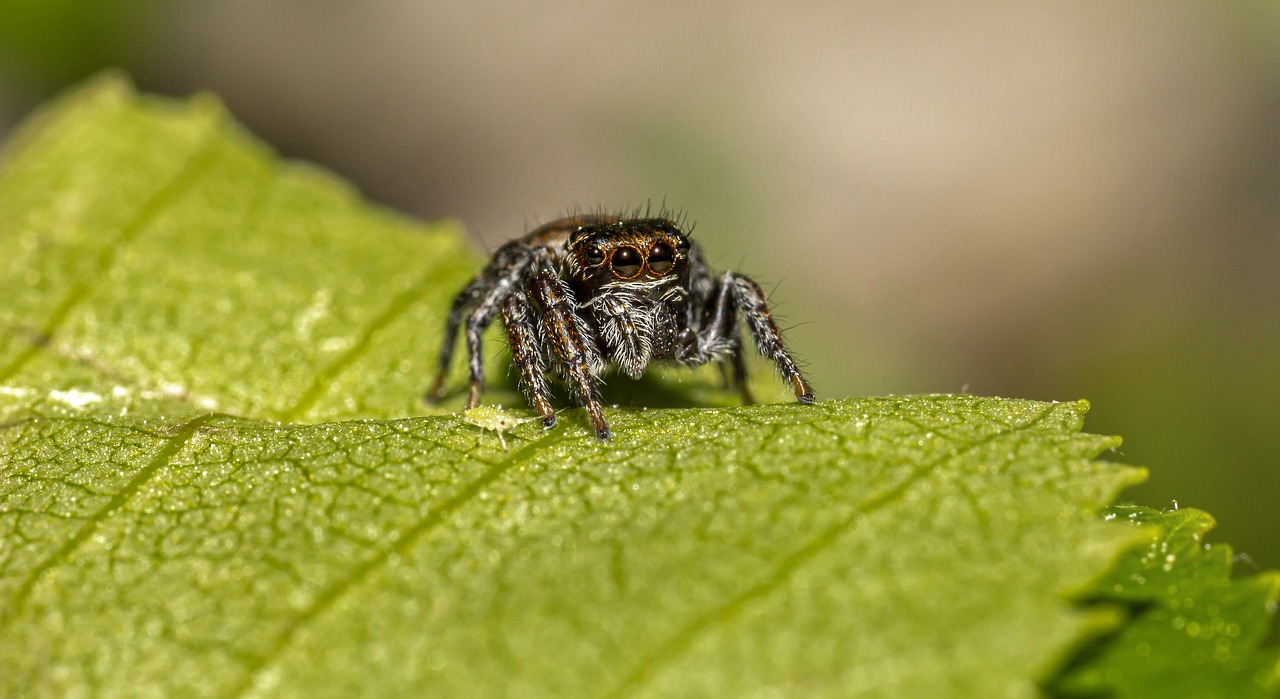 Jumping spider