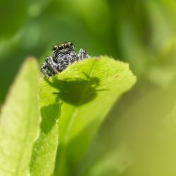 Jumping spider