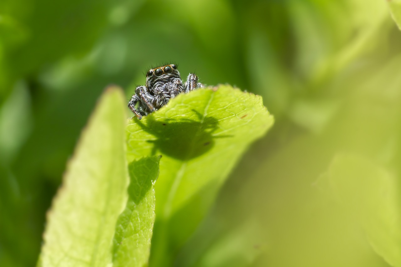 Jumping spider