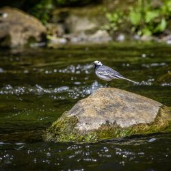 White Wagtail (Motacilla alba)