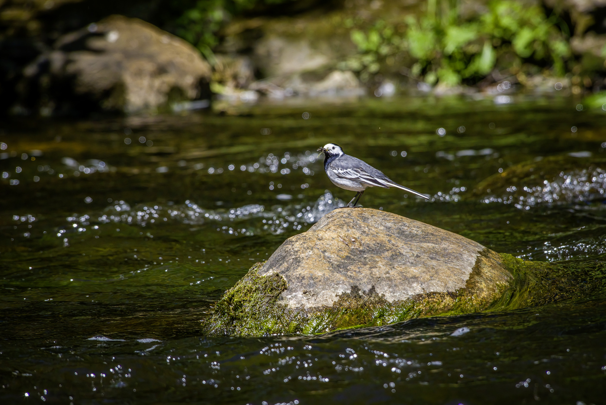 White Wagtail (Motacilla alba)