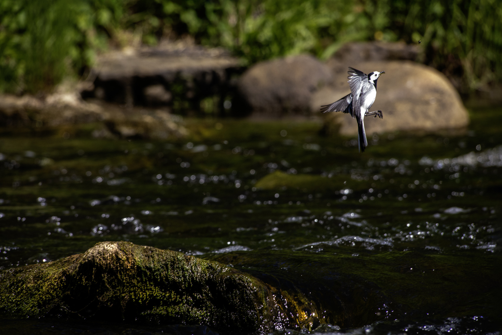 White Wagtail (Motacilla alba)